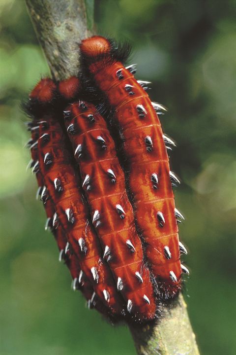 Amazônia : Photo