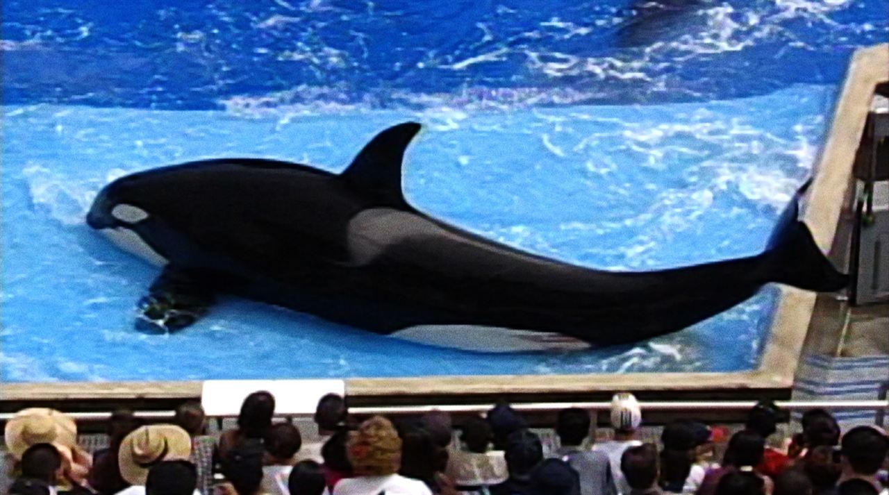 Blackfish : Photo