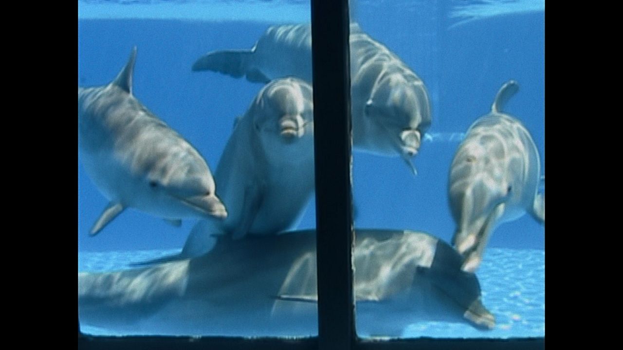 Qu'est-il arrivé au roi des dauphins ? : Photo