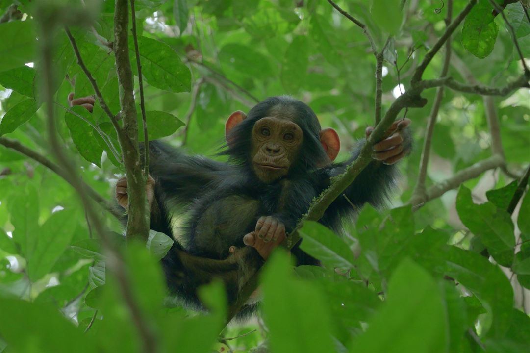 L'Empire des chimpanzés : Photo