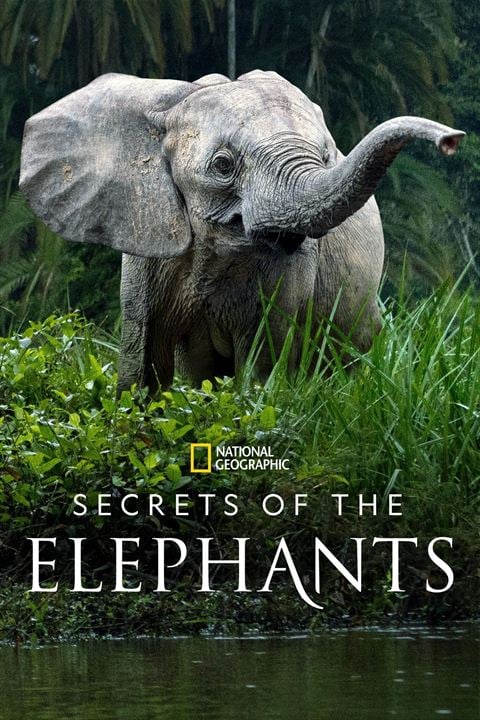 Les Secrets des éléphants : Affiche