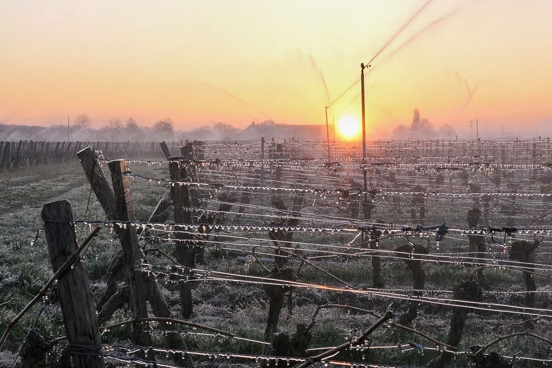 Les Promesses de l'aube - Des vignerons face au gel : Photo