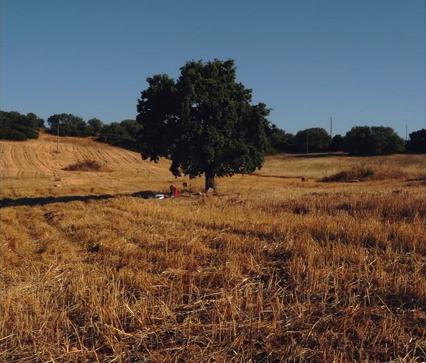 The Mercy Tree - Drzewo Miłosierdzia - : Photo