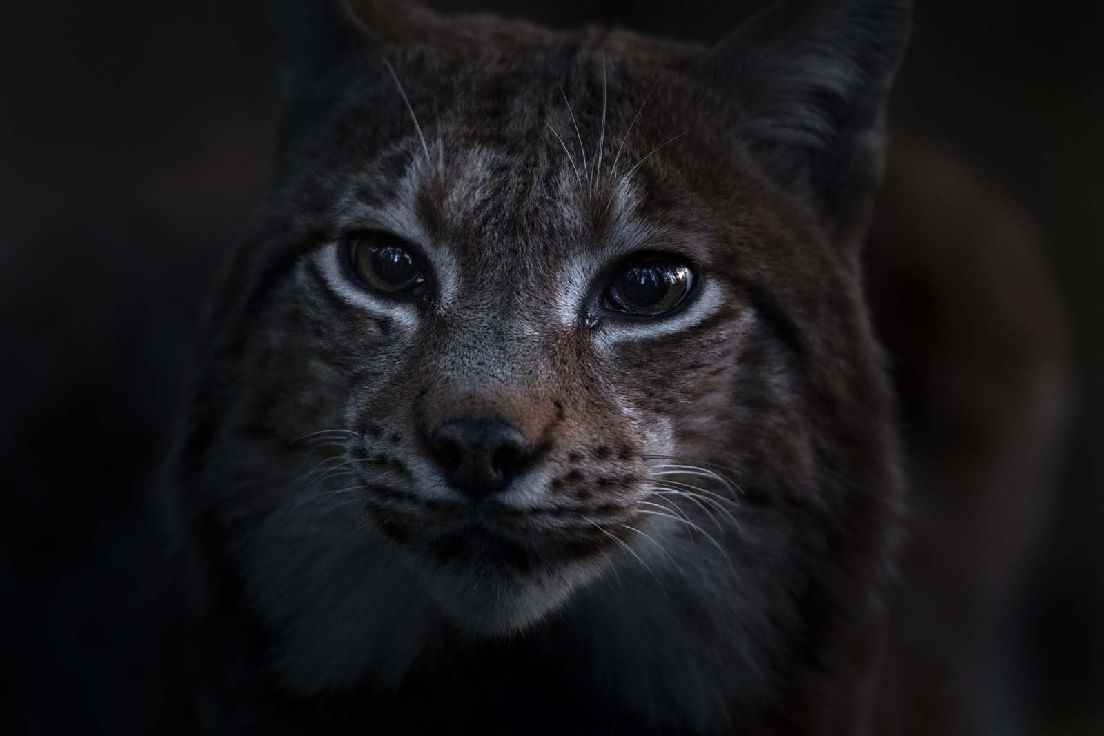 lynx
