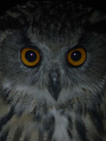 Affiche du film City of Owls