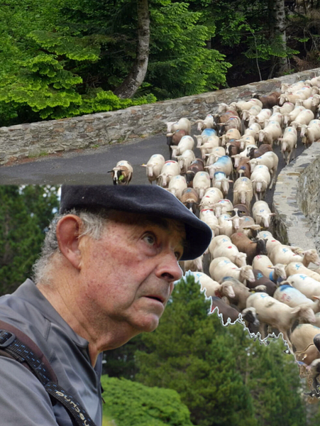 Affiche du film Bergers d'Aure : La transhumance en héritage