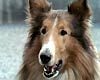 Lassie Bande-annonce
