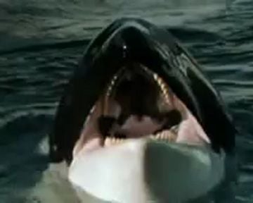 Orca