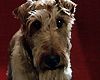 Rex, chien pompier Bande-annonce
