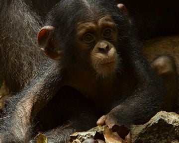 Chimpanzés Trailer