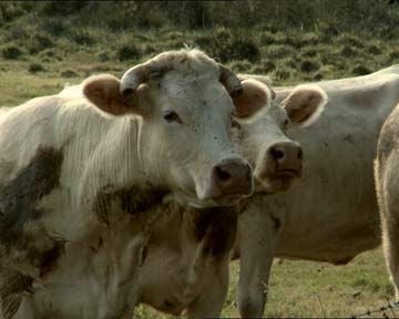 Bovines Bande-annonce