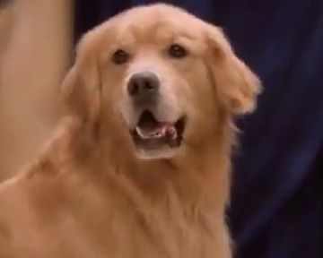 Airbud 5 : superstar Bande-annonce
