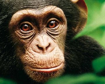 Malin comme un singe !  Top 5 des chimpanzés.
