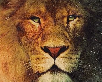 Dans la jungle, terrible jungle, le lion est mort ce soir... Top 5 des lions.