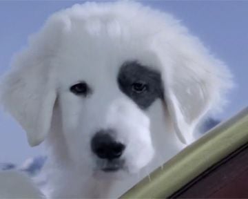 Les Chiots Noël, la relève est arrivée Bande-annonce