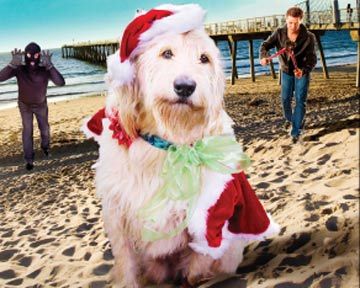 Chilly le Chien Catastrophe