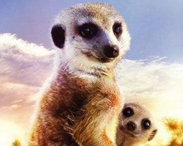 Le Clan des suricates, l'aventure commence Bande-annonce