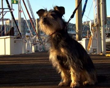 Gabe : Un amour de chien Bande-annonce