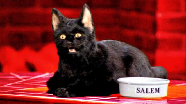 Top 5 N°765 - Les chats qui parlent