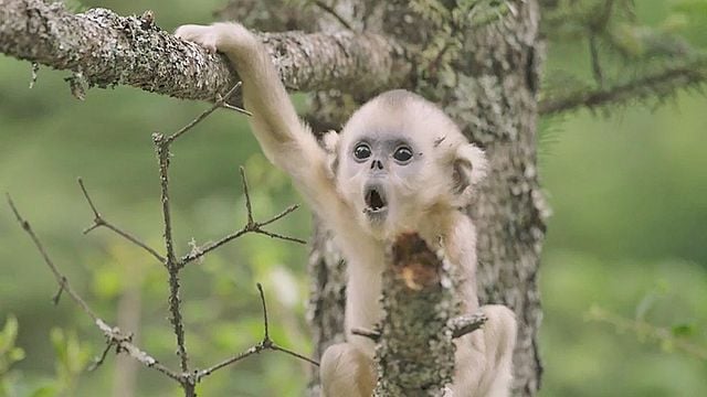 Nés en Chine Bande-annonce