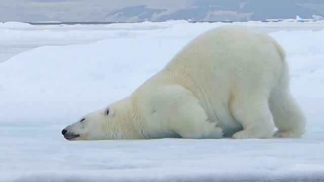 Animal Bande-annonce