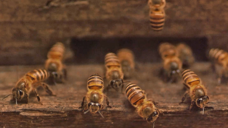 Plan bee. Wrong Bees. Слот где пчелы Plan go.