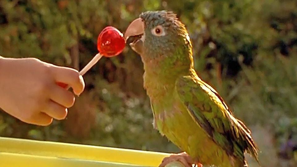 Paulie Le Perroquet Qui Parlait Trop Streaming Trailer du film Paulie, le perroquet qui parlait trop - Paulie, le